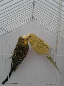 BONDED PAIR BUDGIES$55 - Photo 2