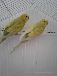 BONDED PAIR BUDGIES$55 - Photo 3