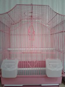 BONDED PAIR BUDGIES$55 - Photo 6