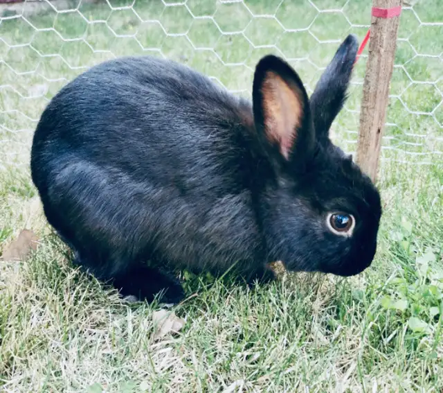 Bunny Rabbit Small Pet Sitter/ $10 Overnight Boarding