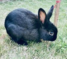 Bunny Rabbit Small Pet Sitter/ $10 Overnight Boarding