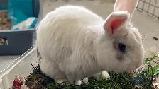Bunny Rabbit Small Pet Sitter/ $10 Overnight Boarding - Photo 2