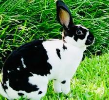 Bunny Rabbit Small Pet Sitter/ $10 Overnight Boarding - Photo 3