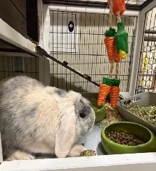 Bunny Rabbit Small Pet Sitter/ $10 Overnight Boarding - Photo 4