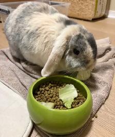 Bunny Rabbit Small Pet Sitter/ $10 Overnight Boarding - Photo 5