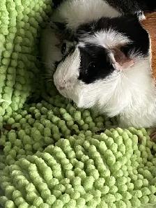 Bunny Rabbit Small Pet Sitter/ $10 Overnight Boarding - Photo 6
