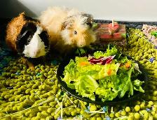 Bunny Rabbit Small Pet Sitter/ $10 Overnight Boarding - Photo 7