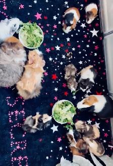 Bunny Rabbit Small Pet Sitter/ $10 Overnight Boarding - Photo 8