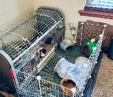 Bunny Rabbit Small Pet Sitter/ $10 Overnight Boarding - Photo 9