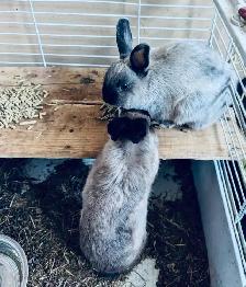 Bunny Rabbit Small Pet Sitter/ $10 Overnight Boarding - Photo 10