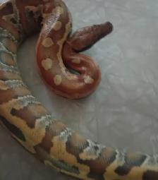 Blood python  he is sweet looking for a home