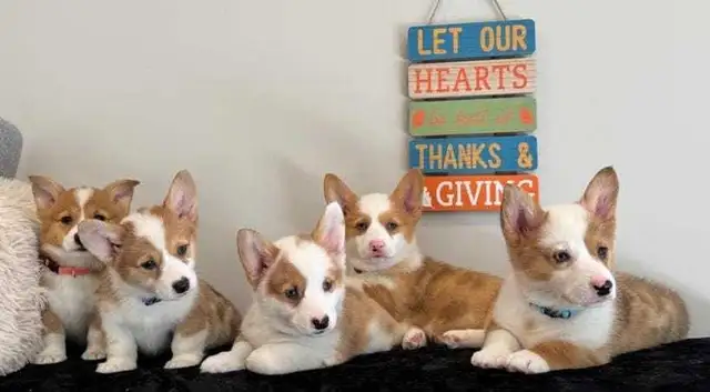 Pembroke Welsh Corgi Puppies