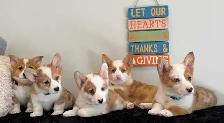 Pembroke Welsh Corgi Puppies