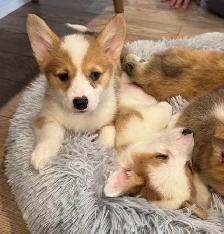 Pembroke Welsh Corgi Puppies - Photo 2