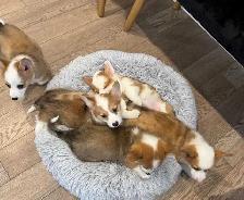 Pembroke Welsh Corgi Puppies - Photo 3