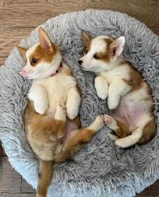 Pembroke Welsh Corgi Puppies - Photo 4