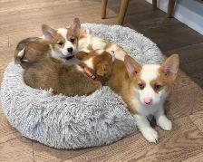 Pembroke Welsh Corgi Puppies - Photo 5