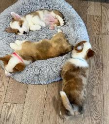 Pembroke Welsh Corgi Puppies - Photo 6