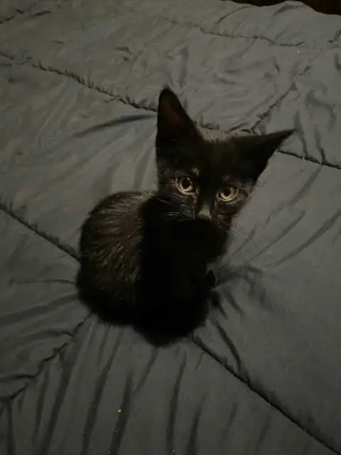 Sable Burmese X American Shorthair kitten