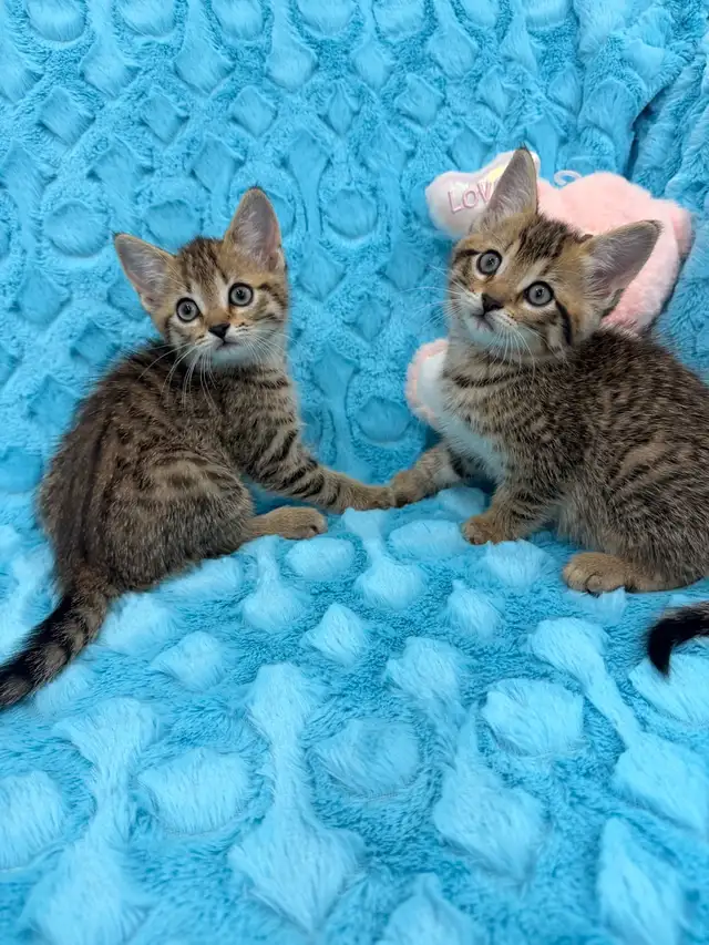 •••⭐️❤️Bengal mix Kittens ❤️⭐️•••(647) 362-8118