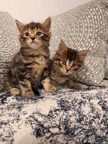 •••⭐️❤️Bengal mix Kittens ❤️⭐️•••(647) 362-8118 - Photo 2