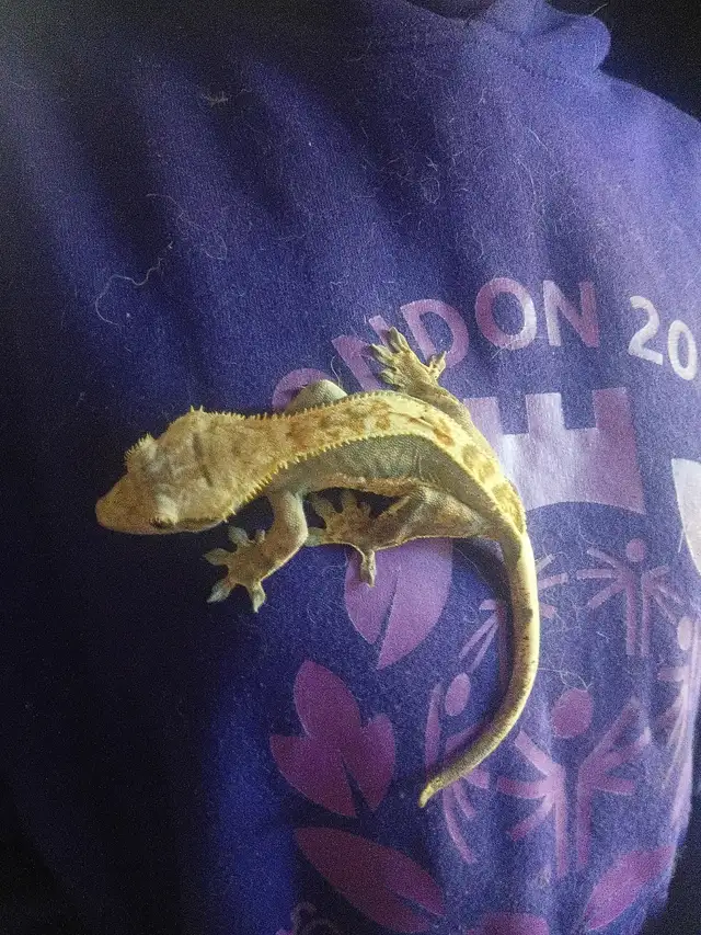 Crested gecko  morph