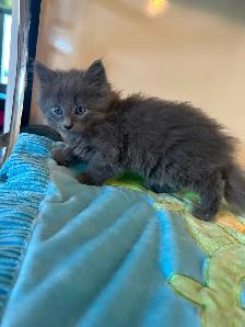2 chatons mâle