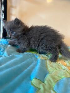 2 chatons mâle - Photo 2