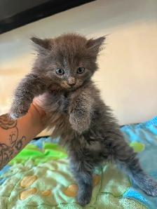 2 chatons mâle - Photo 3
