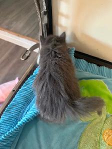 2 chatons mâle - Photo 4