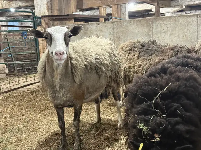 Sheep - Ewes