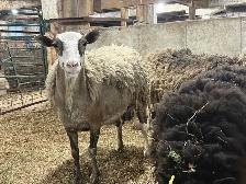 Sheep - Ewes