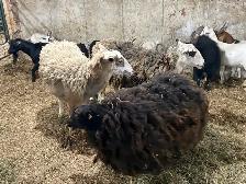 Sheep - Ewes - Photo 2