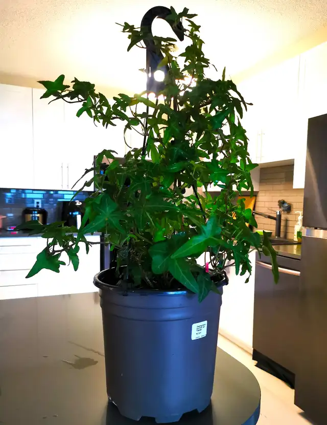 Evergreen Climbing Plant —— IVY