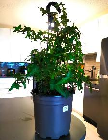 Evergreen Climbing Plant —— IVY