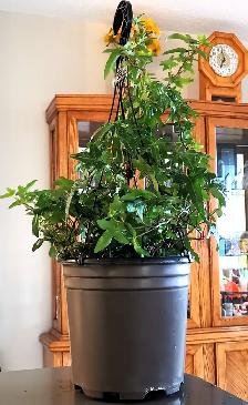 Evergreen Climbing Plant —— IVY - Photo 2