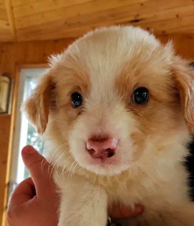 Border Collie puppies for sale,  ready Sept 9