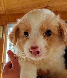 Border Collie puppies for sale,  ready Sept 9