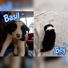 Border Collie puppies for sale,  ready Sept 9 - Photo 2