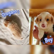 Border Collie puppies for sale,  ready Sept 9 - Photo 3