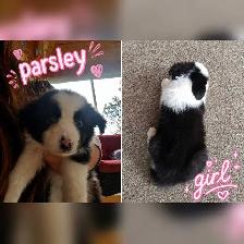 Border Collie puppies for sale,  ready Sept 9 - Photo 4