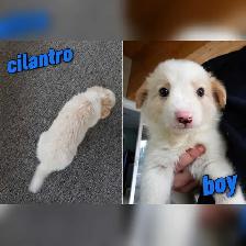 Border Collie puppies for sale,  ready Sept 9 - Photo 5