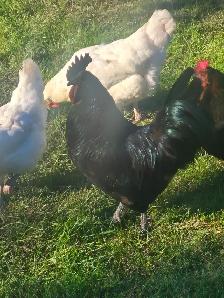 Ayam Cemani  Rooster for sale