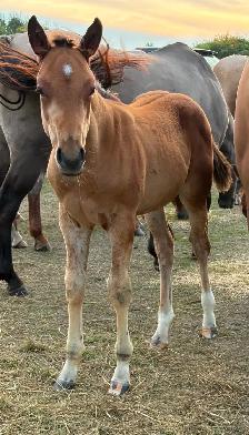 2026 Stud colt