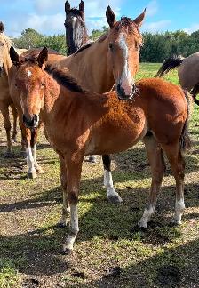 2026 Stud colt - Photo 2