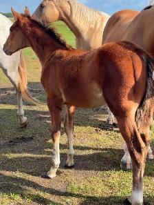 2026 Stud colt - Photo 3