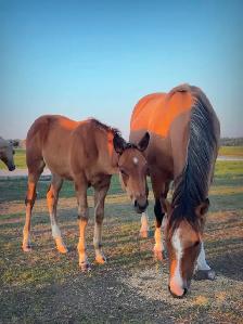 2026 Stud colt - Photo 4
