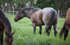 2026 Stud colt - Photo 7