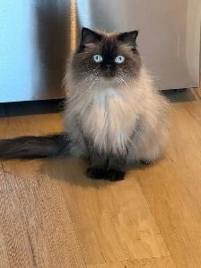 4 Year Old Male Cat