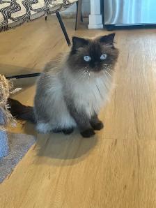 4 Year Old Male Cat - Photo 2